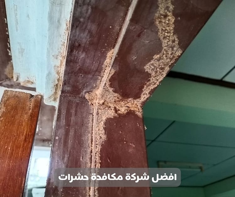 شركة مكافحة النمل الابيض